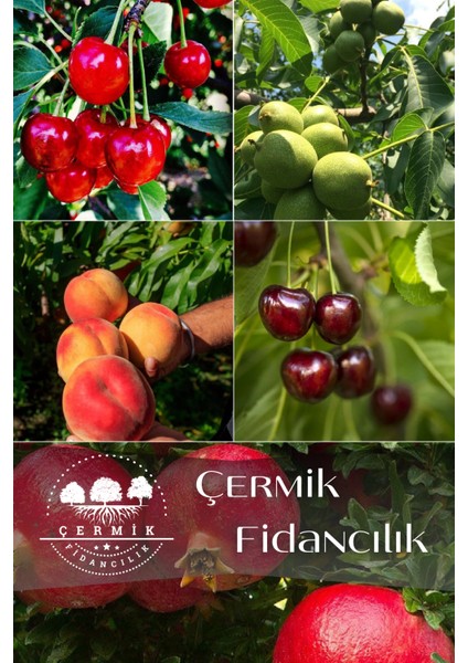 5 Çeşit Karışık Meyve Fidanı - Vişne - Kiraz - Ceviz- Şeftali ve Nar