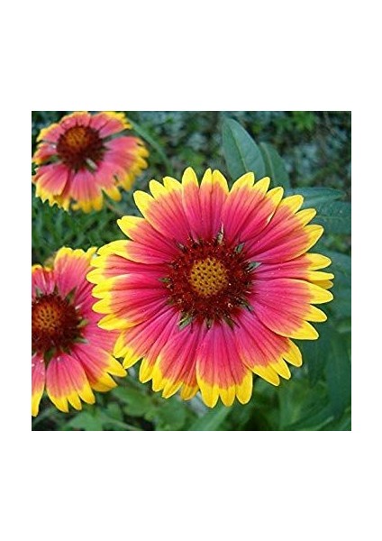 Gayret Çiçeği 5 Adet 'gaillardia Grandiflora' modelleri