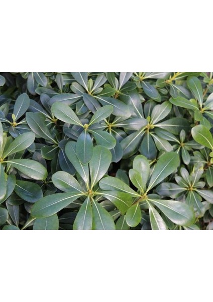 Pittosporum Çalısı 10 Adet modelleri