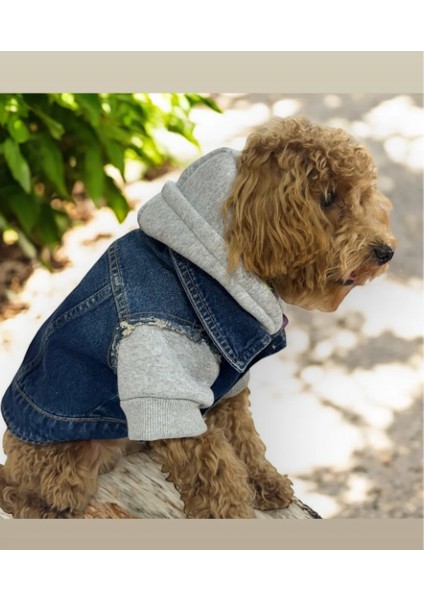 Köpek Jean Kot Ceket Gri Kapşonlu Sweat Sweatshirt