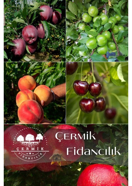 5 Çeşit Karışık Meyve Fidanı Kırmızı Elma , Kiraz , Erik , Şeftali ve Nar