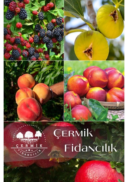 5 Çeşit Karışık Meyve Fidanı Böğürtlen , Nektarin , İncir , Şeftali Ve Nar