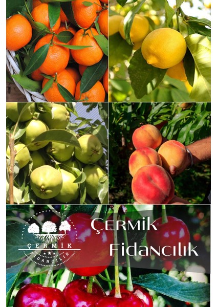 5 Çeşit Karışık Meyve Fidanı - Mandalina - Limon - Armut - Şeftali ve Vişne