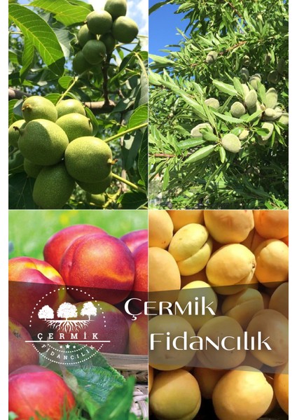 4 Çeşit Karışık Meyve Fidanı Ceviz , Badem , Kayısı ve Nektarin