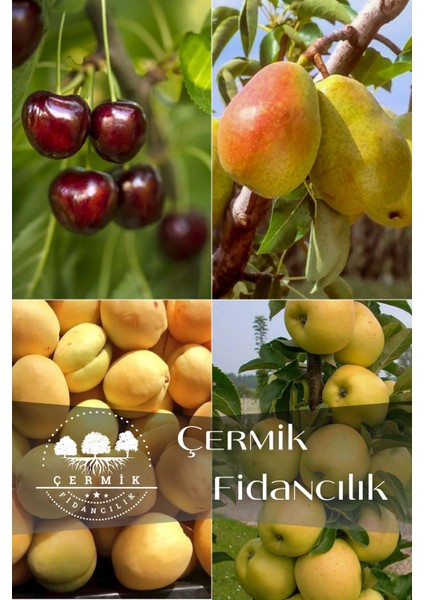 4 Çeşit Karışık Meyve Fidanı Kiraz , Elma , Kayısı ve Armut