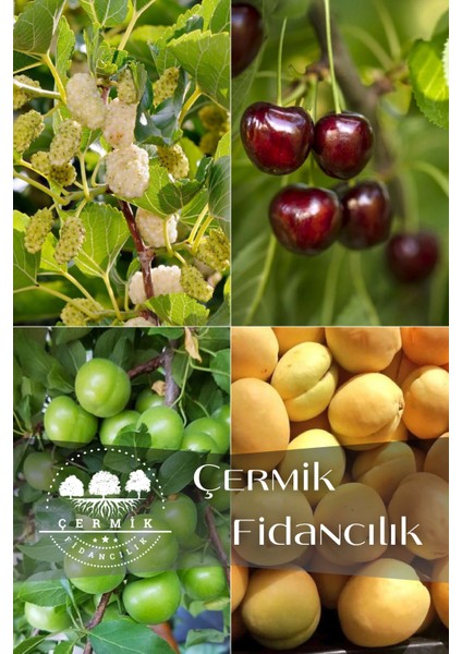 4 Çeşit Karışık Meyve Fidanı Can Erik , Dut , Kiraz ve Kayısı