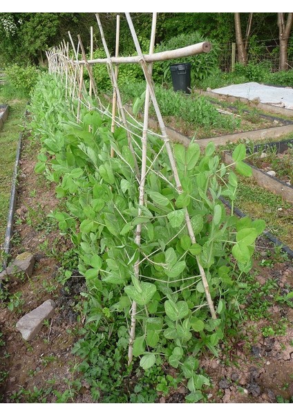 Bitki Destek Çubuğu Bambu 75 cm 20 Adet indirimleri