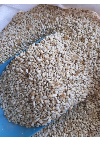 Aspir Tohumu Güvercin Sultan Papağanı Yemi ( 5 Kg)