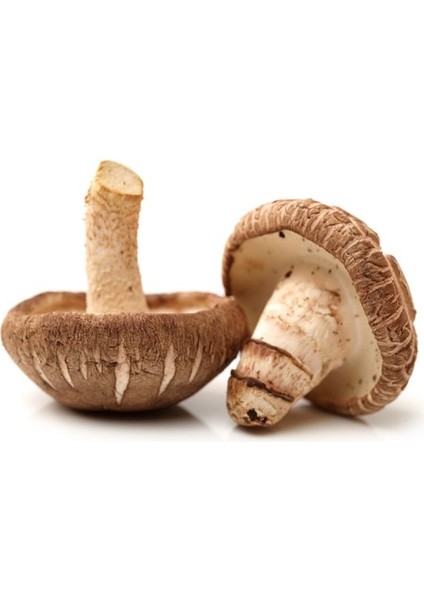 Tohumcu Kikizade Shitake Mantarı Tohumu 100 Gram 2 Adet Ekim Torbası