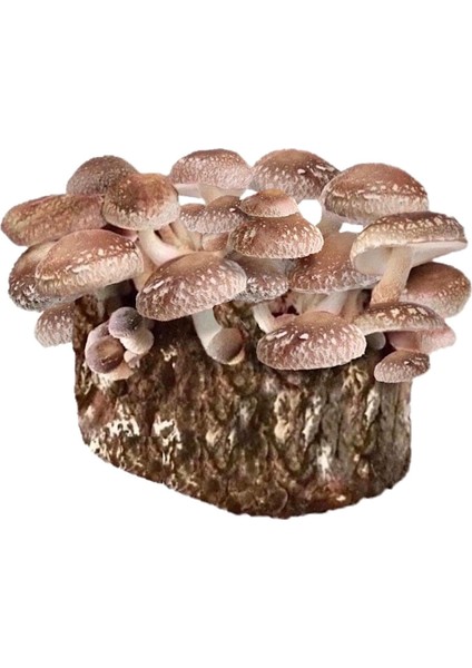 Tohumcu Kikizade Shitake Mantarı Tohumu 100 Gram 2 Adet Ekim Torbası