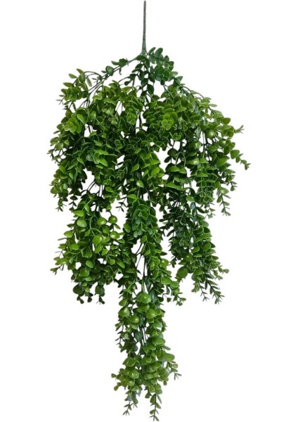 5 Dal Sarkan Şimşir