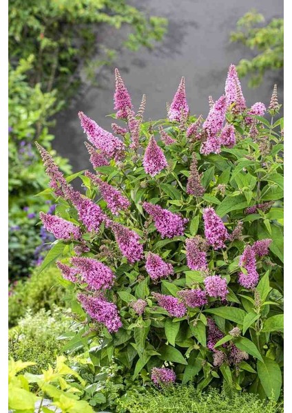 1-2 Yaş Arası Tüplü Kelebek Çalısı (Buddleja Davidii 'butterfly Candy Little Pink') Fidanı - Çekici Pembe Çiçekler