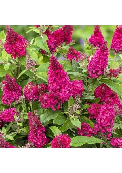 1-2 Yaş Arası Tüplü Kelebek Çalısı (Buddleja Davidii 'butterfly Candy Little Pink') Fidanı - Çekici Pembe Çiçekler
