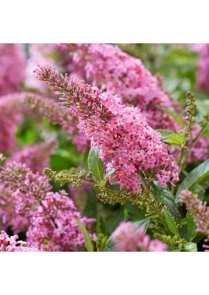 1-2 Yaş Arası Tüplü Kelebek Çalısı (Buddleja Davidii 'butterfly Candy Little Pink') Fidanı - Çekici Pembe Çiçekler