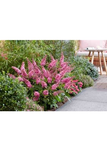1-2 Yaş Arası Tüplü Kelebek Çalısı (Buddleja Davidii 'butterfly Candy Little Pink') Fidanı - Çekici Pembe Çiçekler