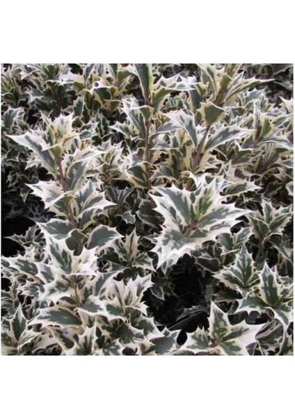 1-2 Yaş Arası Tüplü Osmantus Ağacı (Osmanthus Heterophyllus 'purpureus') Fidanı - Hoş Kokulu ve Alacalı Yapraklı Çalı