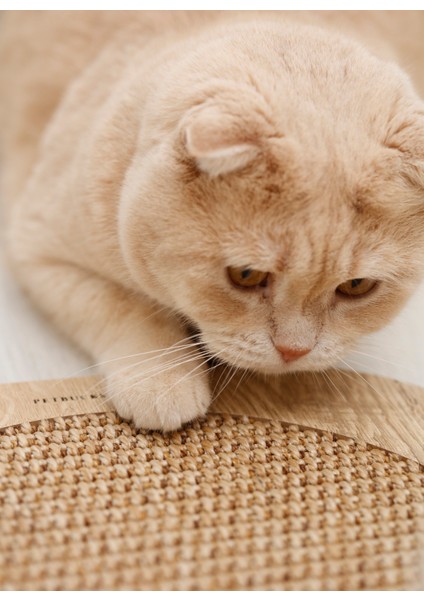 Pet Aksesuar modelleri