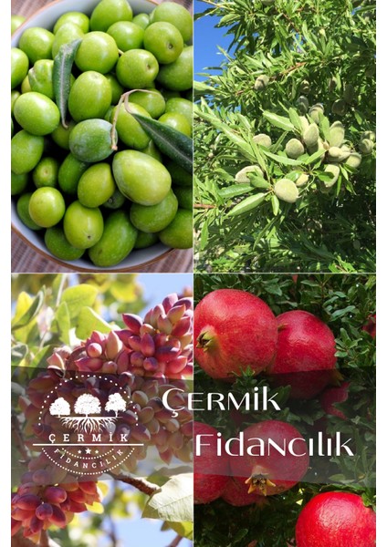 4 Çeşit Karışık Meyve Fidanı Zeytin , Badem , Antep Fıstığı ve Nar