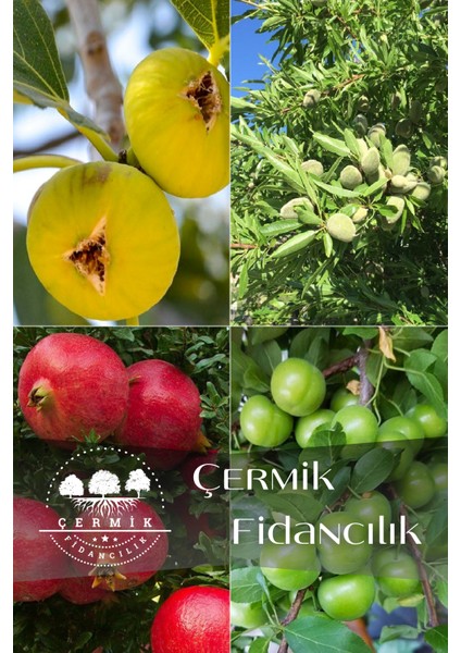 4 Çeşit Karışık Meyve Fidanı Incir , Badem , Nar ve Can Erik