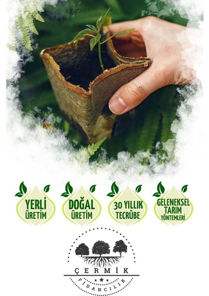 2 Çeşit Karışık Meyve Fidanı Yaban Mersini ve Böğürtlen