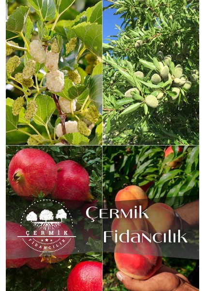 4 Çeşit Karışık Meyve Fidanı - Dut - Badem - Nar ve Şeftali