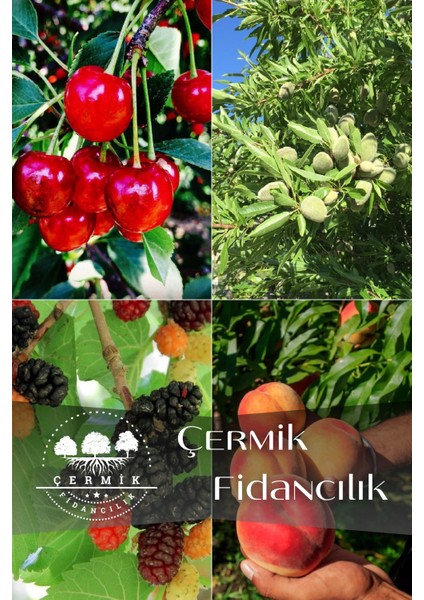 4 Çeşit Karışık Meyve Fidanı - Vişne - Badem - Kara Dut ve Şeftali
