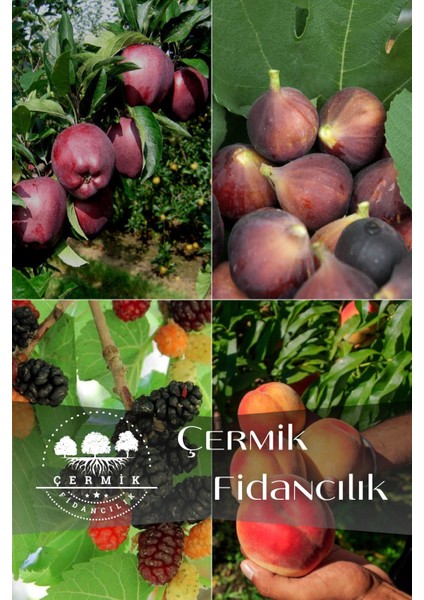 4 Çeşit Karışık Meyve Fidanı Kırmızı Elma , Siyah Incir , Kara Dut ve Şeftali