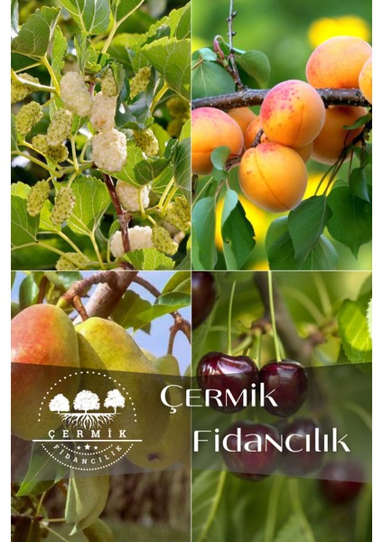 4 Çeşit Karışık Meyve Fidanı - Beyaz Dut - Kayısı - Armut ve Kiraz