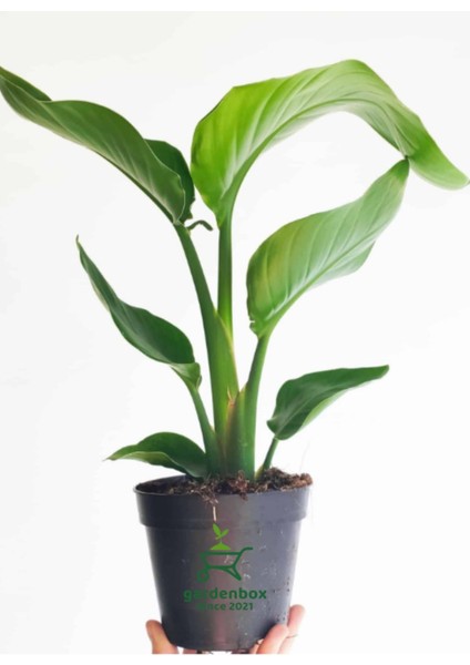 Mini Boy Starliçe Cennet Çiçeği Starliçe Çiçeği 1 Adet Saksılı 15-30CM (Strelitzia)