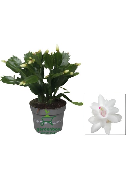 Schlumbergera Truncata White Yılbaşı Çiçeği Beyaz Renk 10-15CM