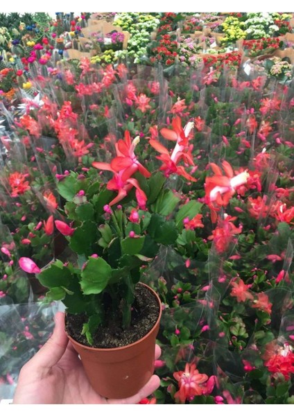 Kırmızı Renk Yılbaşı Çiçeği Schlumbergera 1 Adet Saksılı 10-15CM