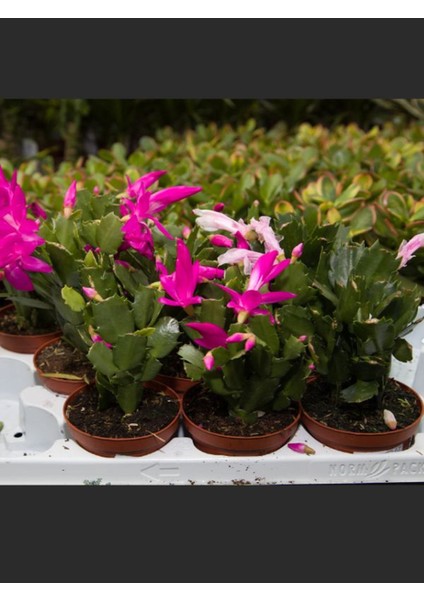 Kırmızı Renk Yılbaşı Çiçeği Schlumbergera 1 Adet Saksılı 10-15CM