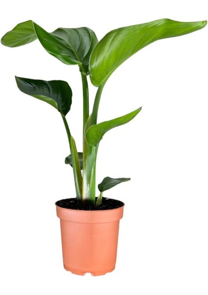 Starliçe Mini Boy 15-30CM Saksılı Ofis Salon Çiçeği Cennet Kuşu Çiçeği