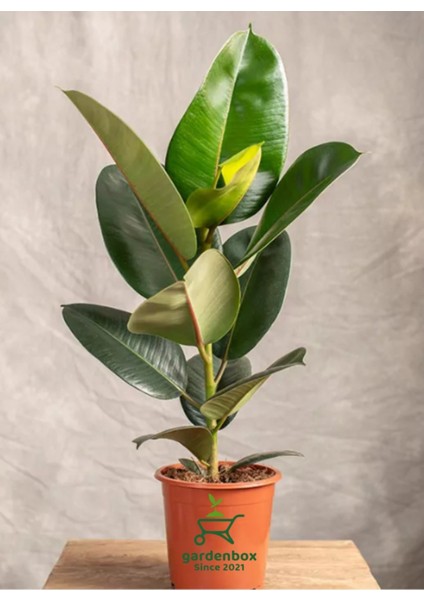 Kauçuk Salon Çiçeği 1 Adet Saksılı 20-45CM Iç Mekan Salon Çiçeği