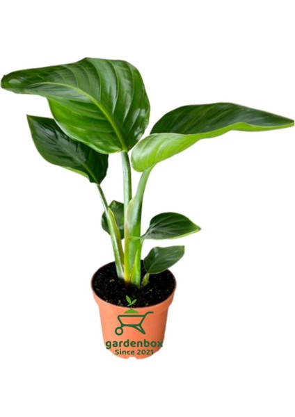 Mini Boy Strelitzia Starliçe Cennet Kuşu Çiçeği 15-30CM 1 Adet Saksılı
