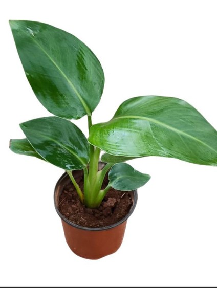 Mini Boy Strelitzia Starliçe Cennet Kuşu Çiçeği 15-30CM 1 Adet Saksılı