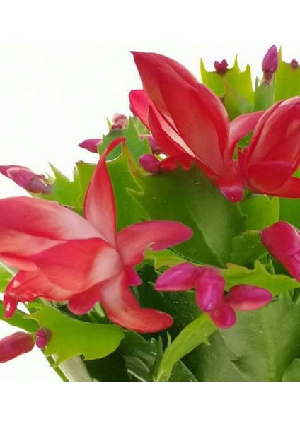 Kırmızı Renk Yılbaşı Çiçeği 1 Adet Saksılı 10-20CM Schlumbergera Truncata modelleri