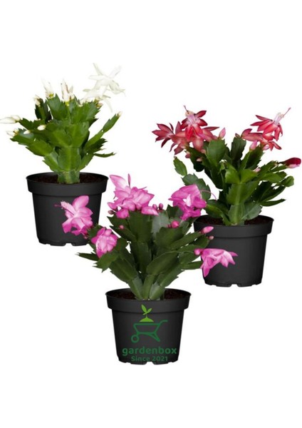 Schlumbergera Truncata 3 Adet Farklı Renklerde Yılbaşı Çiçeği 15-20CM