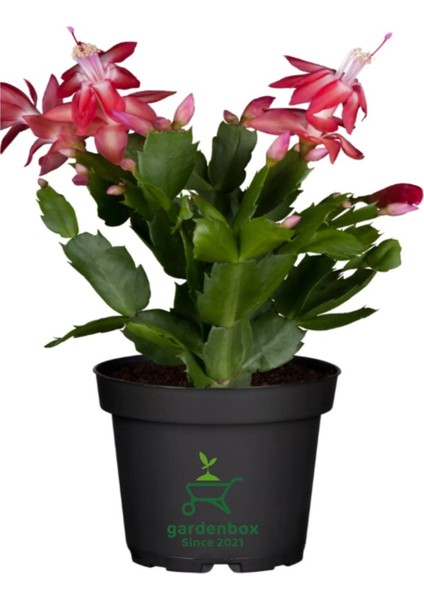 Schlumbergera Truncata 3 Adet Farklı Renklerde Yılbaşı Çiçeği 15-20CM fiyatları