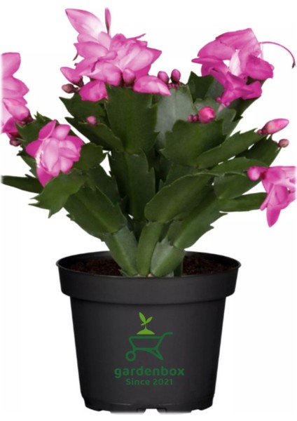 Schlumbergera Truncata 3 Adet Farklı Renklerde Yılbaşı Çiçeği 15-20CM modelleri