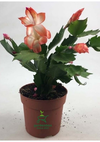 Yılbaşı Kaktüsü Somon Rengi Yılbaşı Çiçeği 10-15CM Schlumbergera Truncata