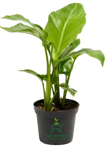 Strelitzia Cennet Kuşu Çiçeği 1 Adet Saksılı 10-30CM Mini Boy Starliçe Çiçeği