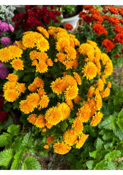 Sarı Renk Hediye Paketli Kasımpatı Çiçeği Öğretmenler Günü Hediyesi fiyatları