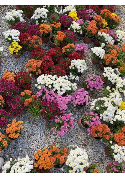 Sarı Renk Hediye Paketli Kasımpatı Çiçeği Öğretmenler Günü Hediyesi modelleri