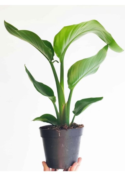 Strelitzia Cennet Kuşu Çiçeği 1 Adet Saksılı 10-30CM Mini Boy Starliçe Çiçeği
