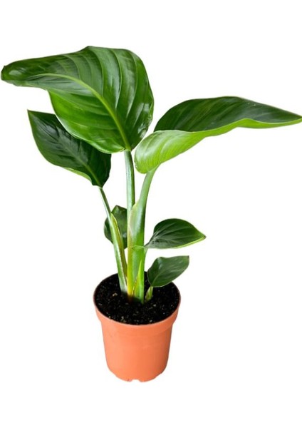 Strelitzia Cennet Kuşu Çiçeği 1 Adet Saksılı 10-30CM Mini Boy Starliçe Çiçeği