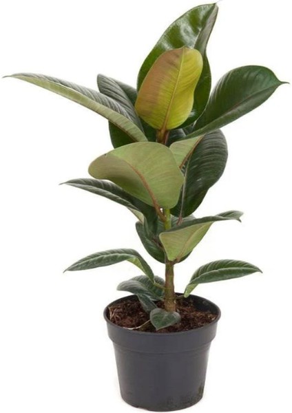 Mini Boy Kauçuk Fidanı 1 Adet Saksılı 20-45CM Salon Ofis Çiçeği (Ficus Elastica)