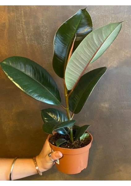 Mini Boy Kauçuk Fidanı 1 Adet Saksılı 20-45CM Salon Ofis Çiçeği (Ficus Elastica)