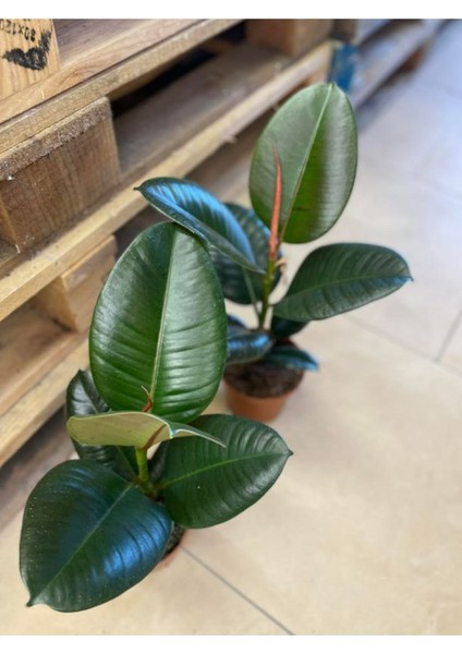 Mini Boy Kauçuk Fidanı 1 Adet Saksılı 20-45CM Salon Ofis Çiçeği (Ficus Elastica)
