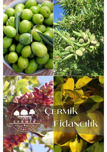 4 Çeşit Karışık Meyve Fidanı Zeytin , Badem , Antep Fıstığı ve Ayva
